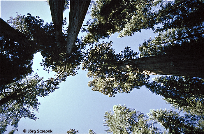Blick die Mammutbäume im Grant Grove hinauf