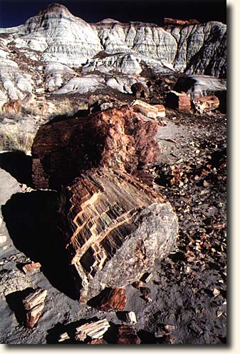 Petrified Forest NP: Blue Mesa