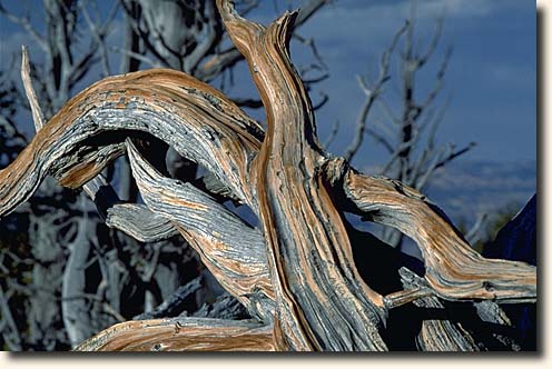 Cedar Breaks NM: Brislecone Pine