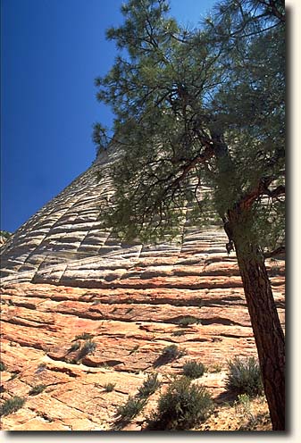Zion NP: Checkerboard Mesa