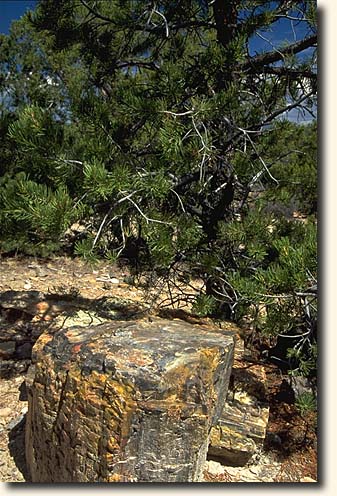 Escalante SP: Versteinertes Holz