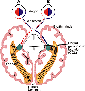 Horizontaler Schnitt durch das Gehirn