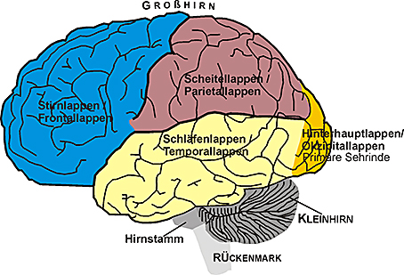 Vertikaler Schnitt durch das Gehirn