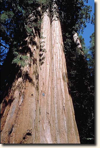 Sequoia NP: General Sherman Tree