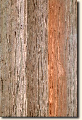 Sequoia NP: Giant Forest