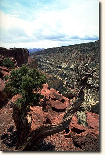 Capitol Reef NP: Goosenecks Overlook