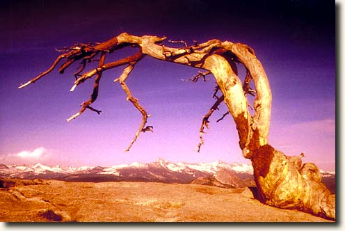 Yosemite NP: Jeffrey Pine