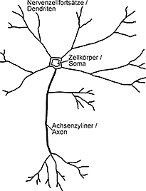 Schematische Darstellung eines Neurons