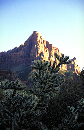 The Watchman in der Abendsonne Der Watchman im Sueden des Zion Canyon leuchtet in der Abendsonne. Im Vordergrund eine grosse Kaktee