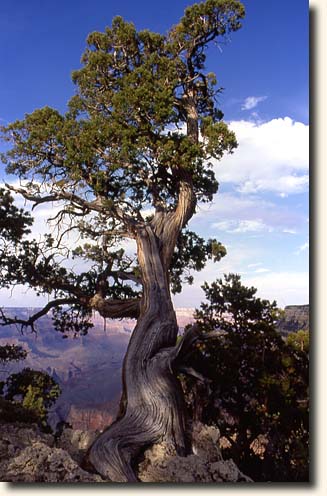 Grand Canyon NP: Wacholder-Baum