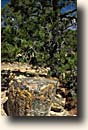 Escalante SP : Petrified Wood