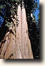 Sequoia NP : General Sherman Tree
