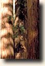 Sequoia NP : Giant Forest