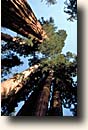 Sequoia NP : Giant Forest